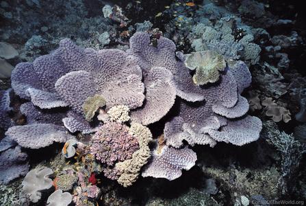 CotW: Turbinaria peltata