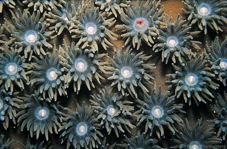 CotW: Turbinaria peltata