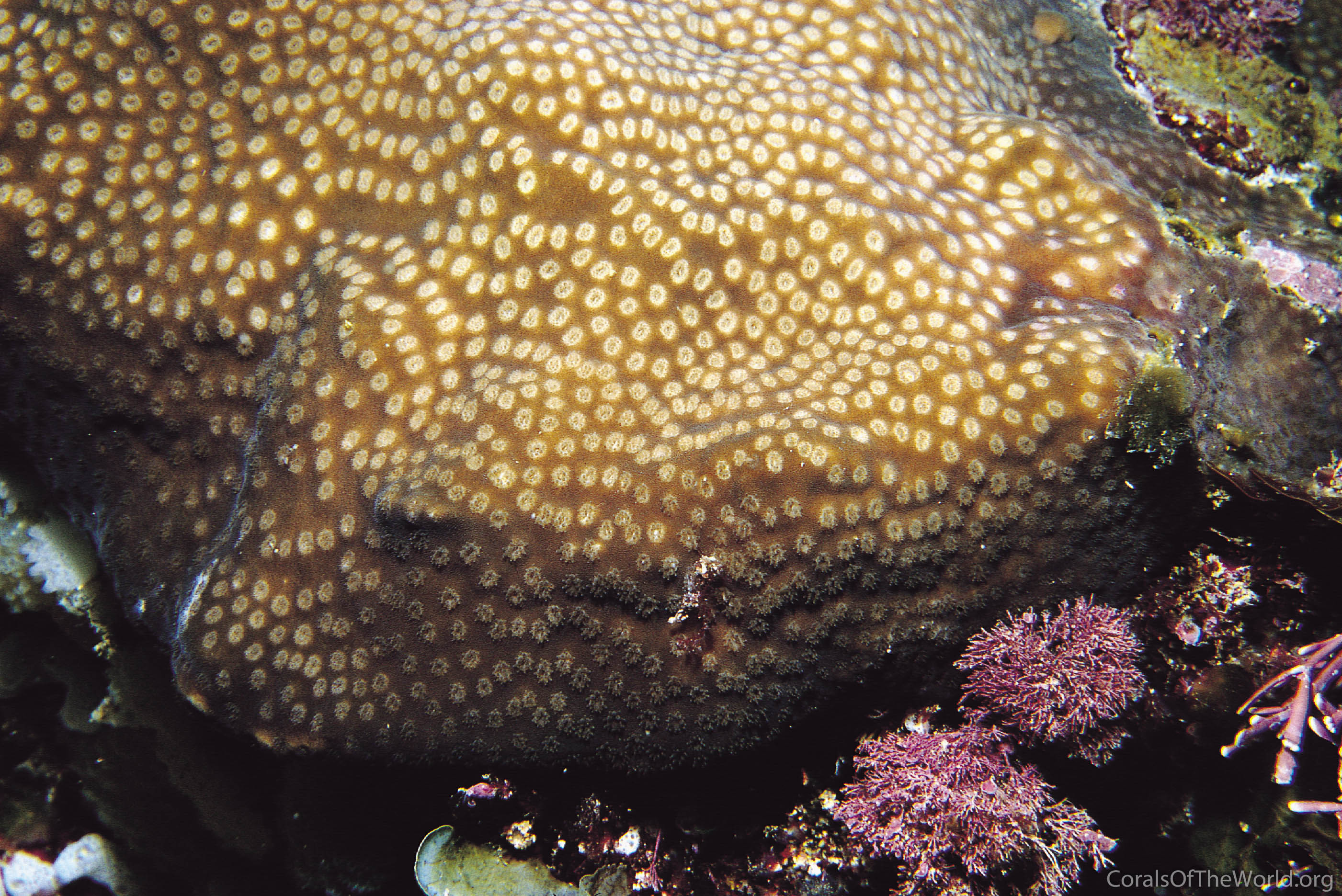 Image from Corals of the World: Turbinaria radicalis