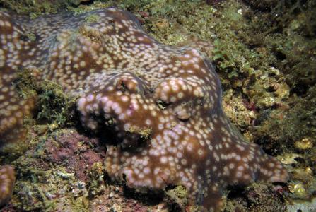 CotW preview: Turbinaria radicalis