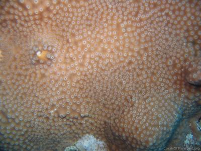 CotW: Turbinaria radicalis