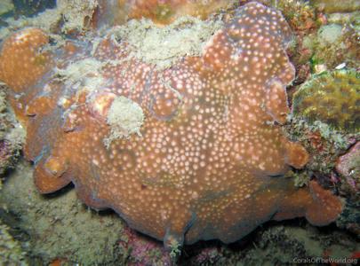 CotW: Turbinaria radicalis