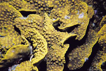 CotW preview: Turbinaria reniformis