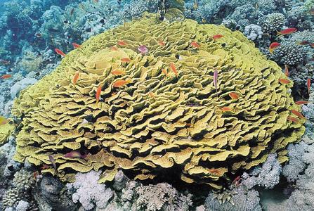 CotW: Turbinaria reniformis