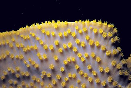 CotW: Turbinaria reniformis