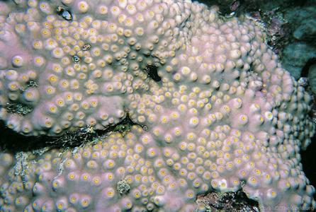 CotW: Turbinaria stellulata