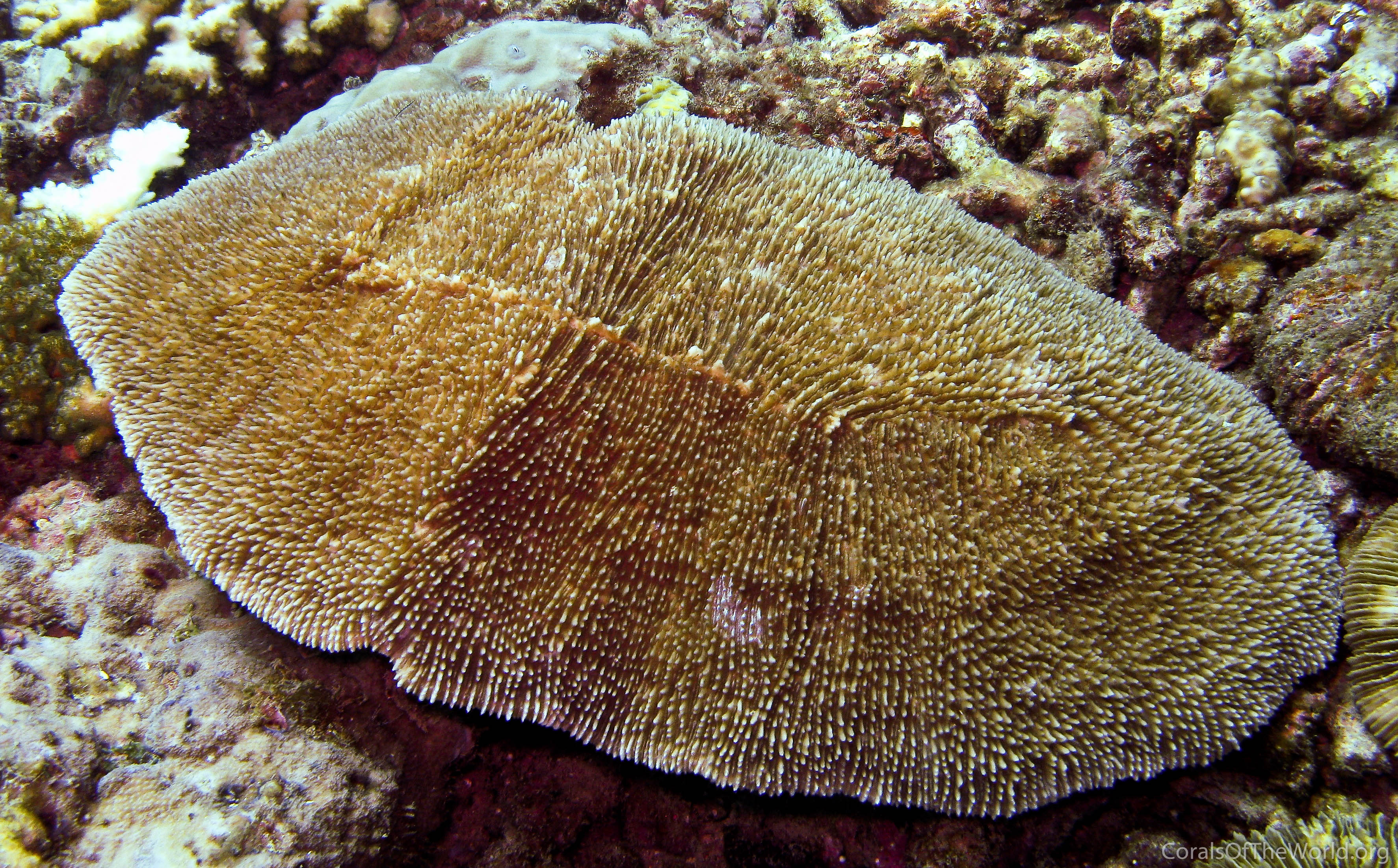 Zoopilus echinatus