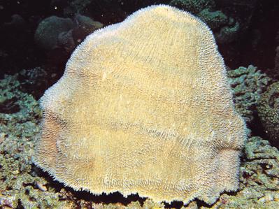 CotW: Zoopilus echinatus